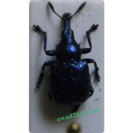 Byctiscus betulae (Linnaeus, 1758) Tutkarz cygarowiec, zdobnik brzozowiec